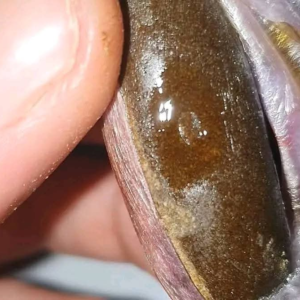Kiwi Egg Hash