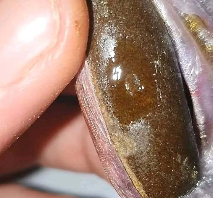 Kiwi Egg Hash
